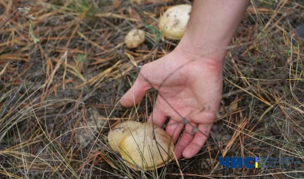 В Черноморске семья из четырех человек отравилась грибами