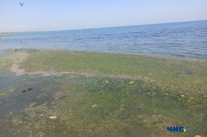Вода на пяти известных пляжах Одессы не соответствует санитарным нормам