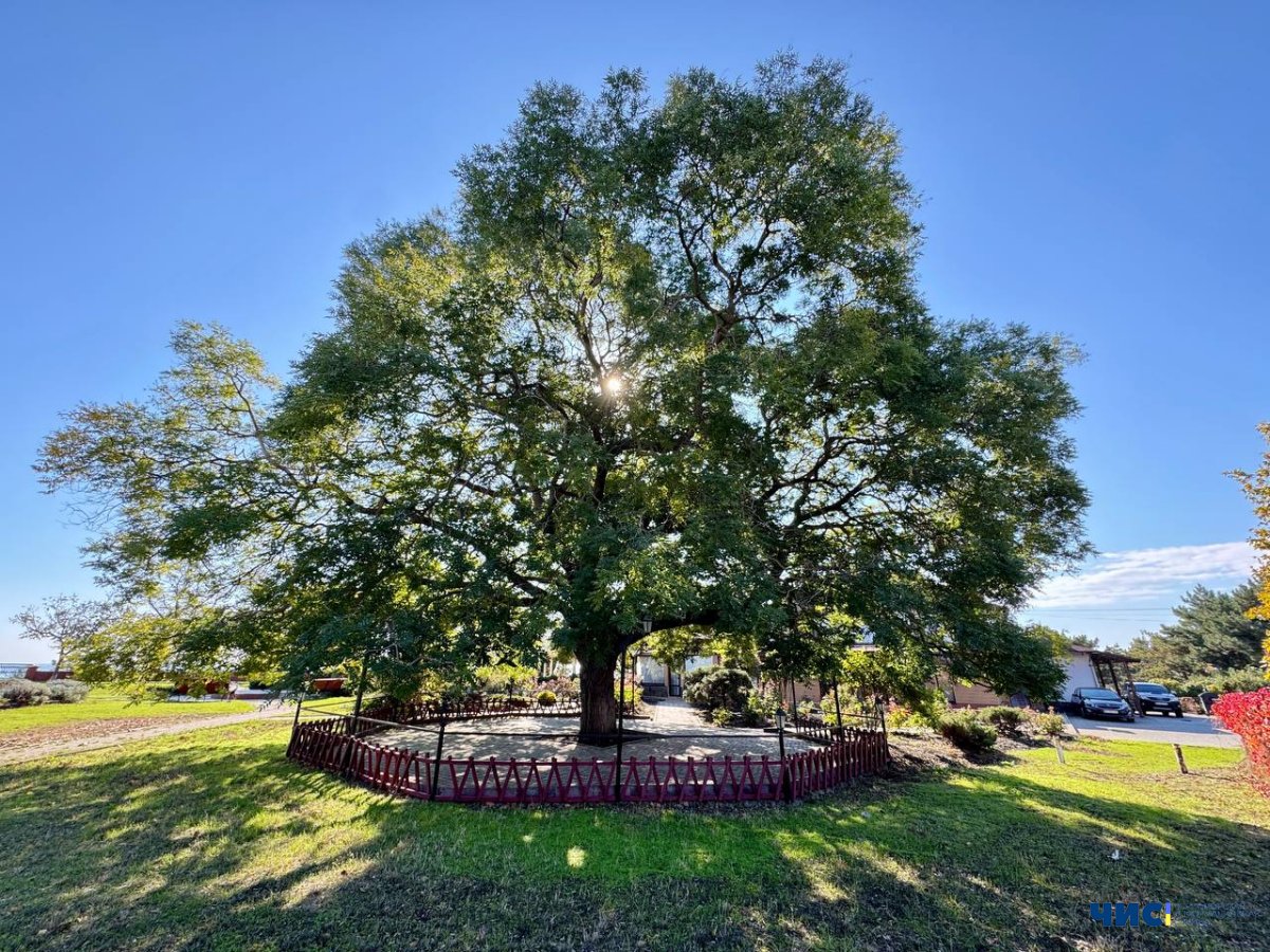 Дерево з Приморського парку Чорноморська потрапило до відбору міжнародного конкурсу «Європейське дерево року»: жителів міста закликають голосувати