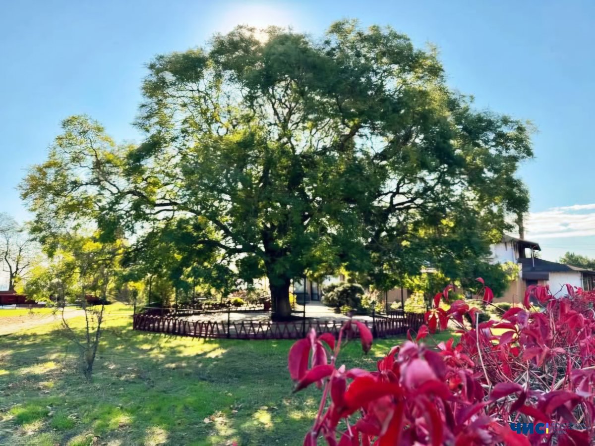 Софора з Приморського парку Чорноморська – переможниця націвідбору та представниця України на конкурсі «Європейське дерево року 2026»