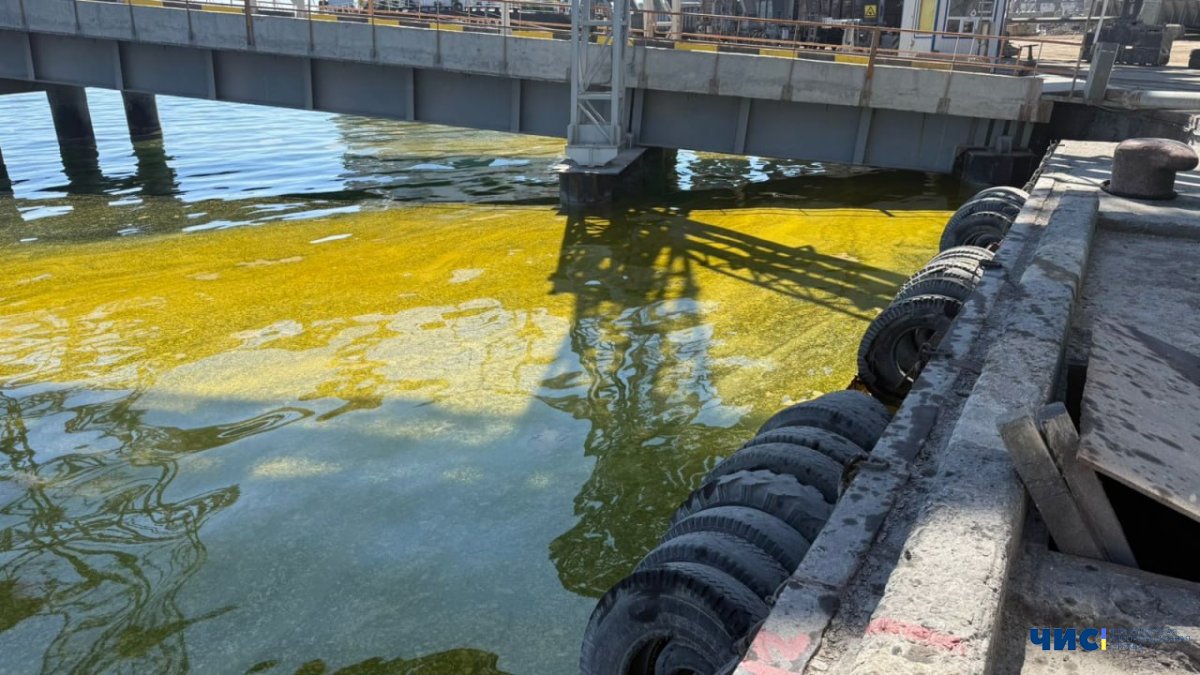 Атака по порту Чорноморська спричинила масову загибель морських організмів